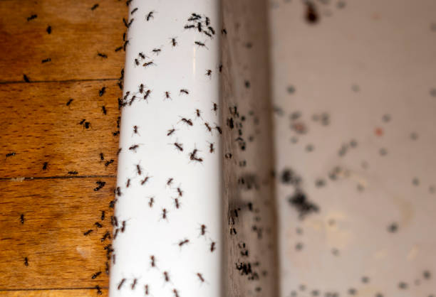 Pest Prevention Services in Knoxville, TN